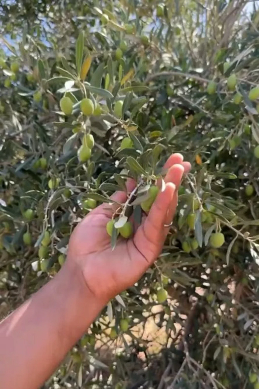 Premium Olivenöl kaufen – extra natives Olivenöl aus Marokko in mediterraner Küche